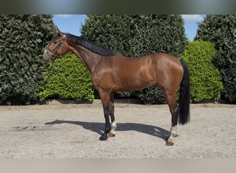 KWPN, Caballo castrado, 7 años, 175 cm, Castaño