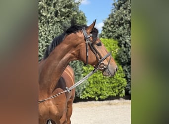 KWPN, Caballo castrado, 7 años, 175 cm, Castaño
