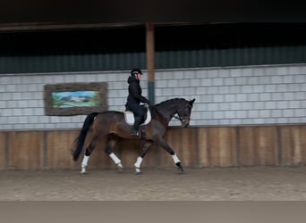 KWPN, Caballo castrado, 7 años, 175 cm, Castaño oscuro