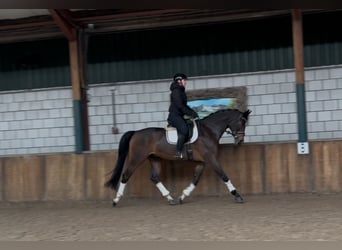 KWPN, Caballo castrado, 7 años, 175 cm, Castaño oscuro