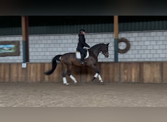 KWPN, Caballo castrado, 7 años, 175 cm, Castaño oscuro