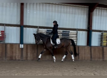 KWPN, Caballo castrado, 7 años, 175 cm, Castaño oscuro