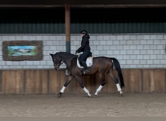 KWPN, Caballo castrado, 7 años, 175 cm, Castaño oscuro