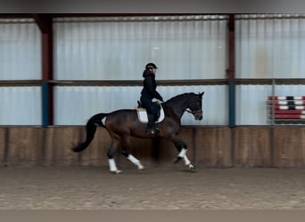 KWPN, Caballo castrado, 7 años, 175 cm, Castaño oscuro