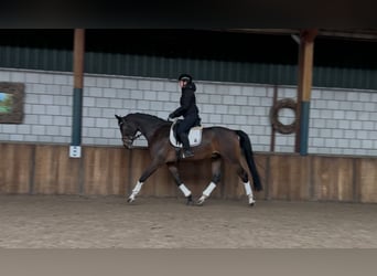 KWPN, Caballo castrado, 7 años, 175 cm, Castaño oscuro