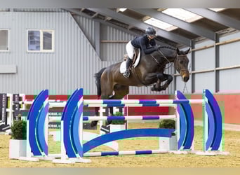 KWPN, Caballo castrado, 7 años, 175 cm, Castaño oscuro