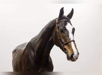 KWPN, Caballo castrado, 7 años, 175 cm, Castaño oscuro