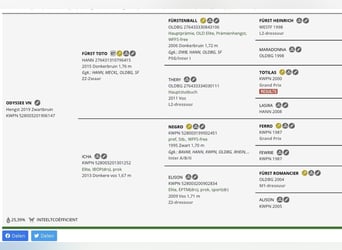 KWPN, Caballo castrado, 7 años, 175 cm, Negro