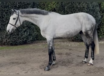 KWPN, Caballo castrado, 7 años, 175 cm, Porcelana
