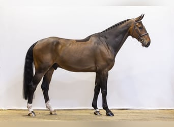 KWPN, Caballo castrado, 7 años, 176 cm, Castaño