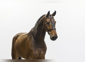 KWPN, Caballo castrado, 7 años, 176 cm, Castaño