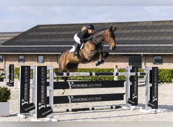 KWPN, Caballo castrado, 7 años, 176 cm, Castaño