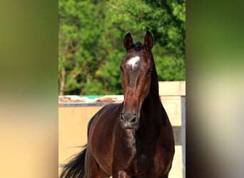 KWPN, Caballo castrado, 7 años, 178 cm, Castaño oscuro