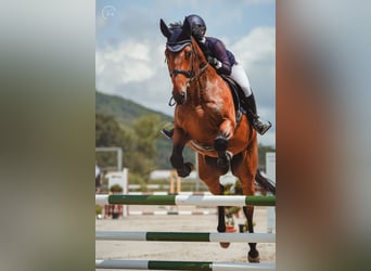 KWPN, Caballo castrado, 7 años, 179 cm