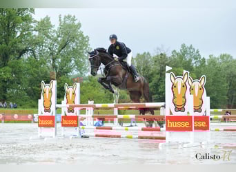 KWPN, Caballo castrado, 7 años, 180 cm, Castaño oscuro