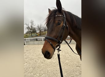 KWPN, Caballo castrado, 7 años, 183 cm, Castaño oscuro