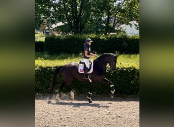 KWPN, Caballo castrado, 7 años, 193 cm, Negro