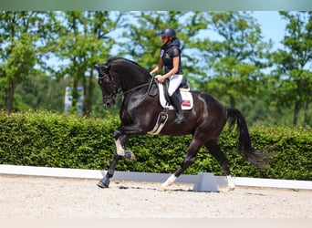 KWPN, Caballo castrado, 7 años, 193 cm, Negro