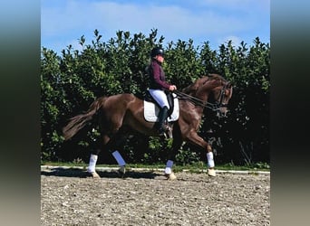 KWPN, Caballo castrado, 7 años, Alazán