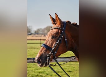 KWPN, Caballo castrado, 7 años, Alazán