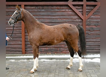 KWPN, Caballo castrado, 7 años, Alazán