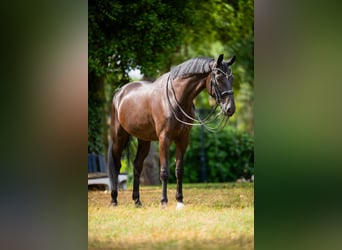 KWPN, Caballo castrado, 7 años, Negro