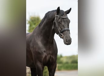 KWPN, Caballo castrado, 7 años, Negro