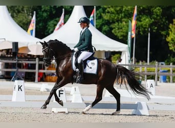 KWPN, Caballo castrado, 8 años, 148 cm, Negro