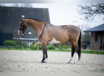 KWPN, Caballo castrado, 8 años, 161 cm, Castaño