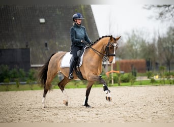 KWPN, Caballo castrado, 8 años, 161 cm, Castaño