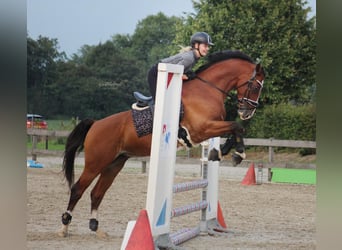 KWPN, Caballo castrado, 8 años, 161 cm, Castaño