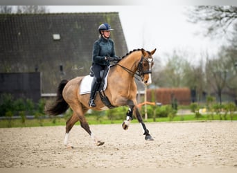 KWPN, Caballo castrado, 8 años, 161 cm, Castaño