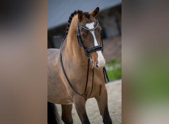 KWPN, Caballo castrado, 8 años, 161 cm, Castaño