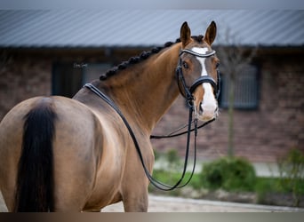 KWPN, Caballo castrado, 8 años, 161 cm, Castaño