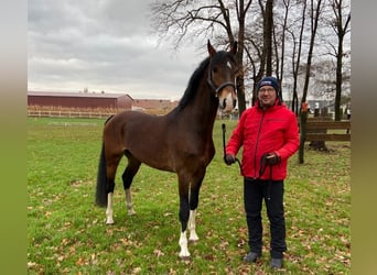 KWPN, Caballo castrado, 8 años, 161 cm, Castaño