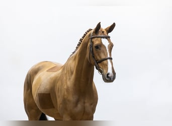 KWPN, Caballo castrado, 8 años, 164 cm, Alazán