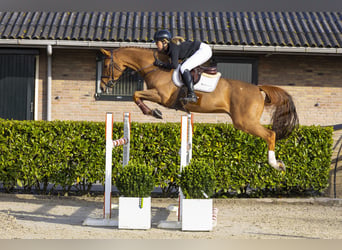 KWPN, Caballo castrado, 8 años, 164 cm, Alazán