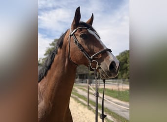 KWPN, Caballo castrado, 8 años, 165 cm, Castaño