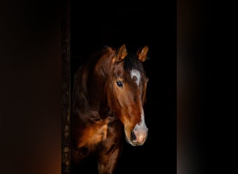 KWPN Mestizo, Caballo castrado, 8 años, 165 cm, Castaño rojizo