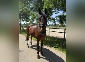 KWPN, Caballo castrado, 8 años, 166 cm, Castaño