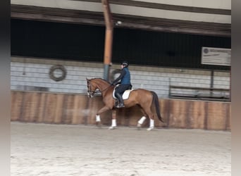 KWPN, Caballo castrado, 8 años, 167 cm, Alazán-tostado