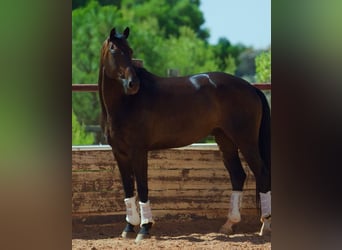 KWPN, Caballo castrado, 8 años, 167 cm, Castaño oscuro