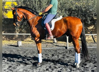 KWPN, Caballo castrado, 8 años, 168 cm, Alazán