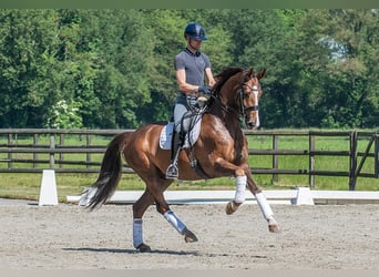 KWPN, Caballo castrado, 8 años, 168 cm, Alazán