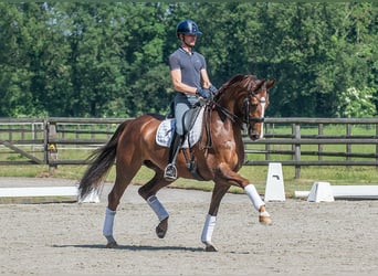 KWPN, Caballo castrado, 8 años, 168 cm, Alazán