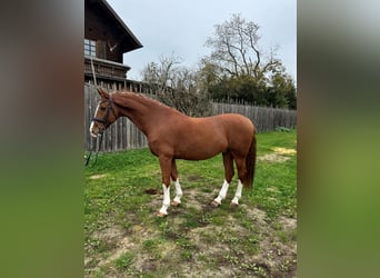 KWPN, Caballo castrado, 8 años, 168 cm, Alazán