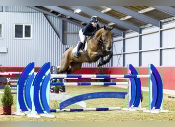 KWPN, Caballo castrado, 8 años, 168 cm