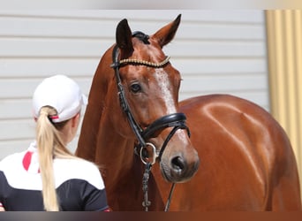 KWPN, Caballo castrado, 8 años, 168 cm, Castaño