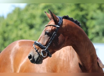 KWPN, Caballo castrado, 8 años, 168 cm, Castaño