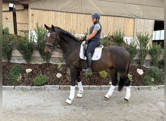 KWPN, Caballo castrado, 8 años, 168 cm, Castaño